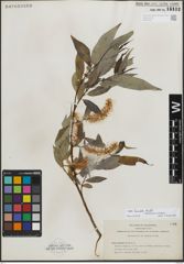Foto von Salix lucida Muhl.